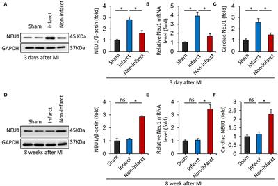 NEU1 Regulates Mitochondrial Energy Metabolism and Oxidative Stress Post-myocardial Infarction in Mice via the SIRT1/PGC-1 Alpha Axis